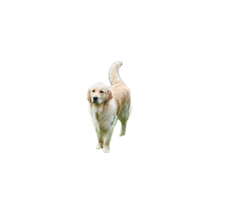 Pet: fur against grass, real High detail model output