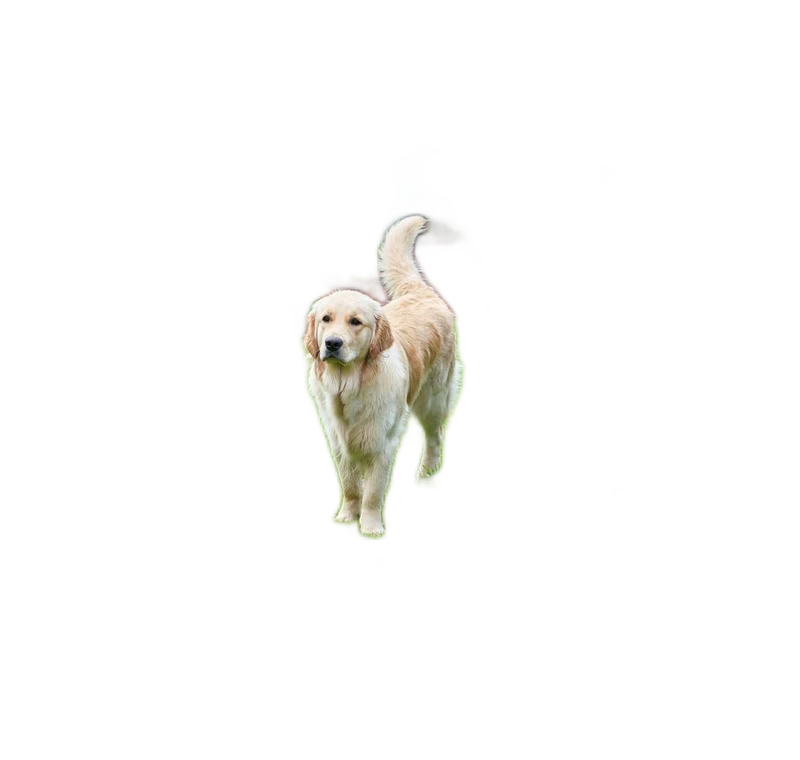 Pet: fur against grass, real Fast model output