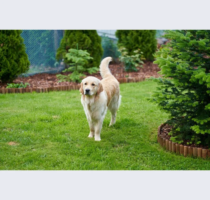 Pet: fur against grass, original source